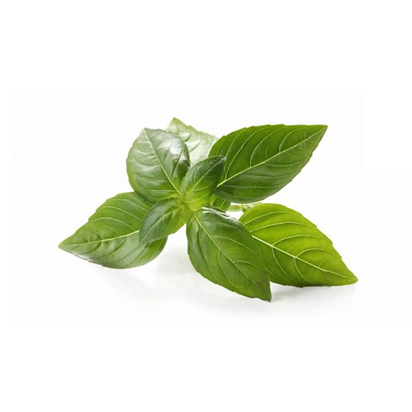 Alfavaca molho