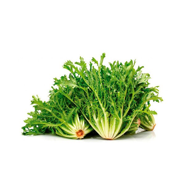 Chicória Frise un.
