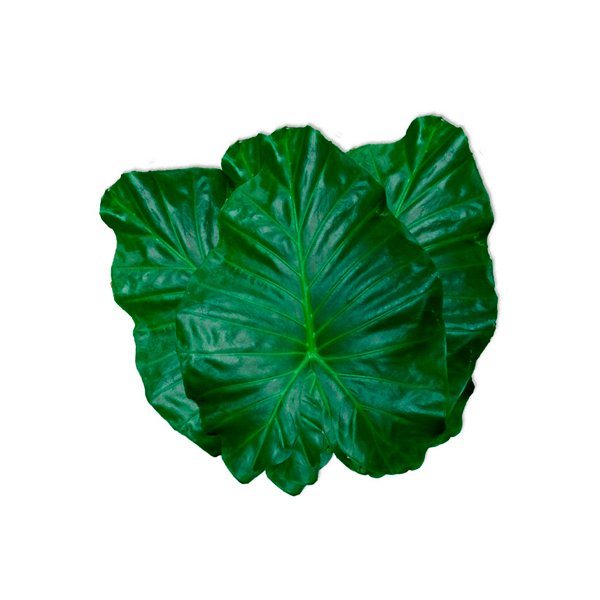 Taioba molho